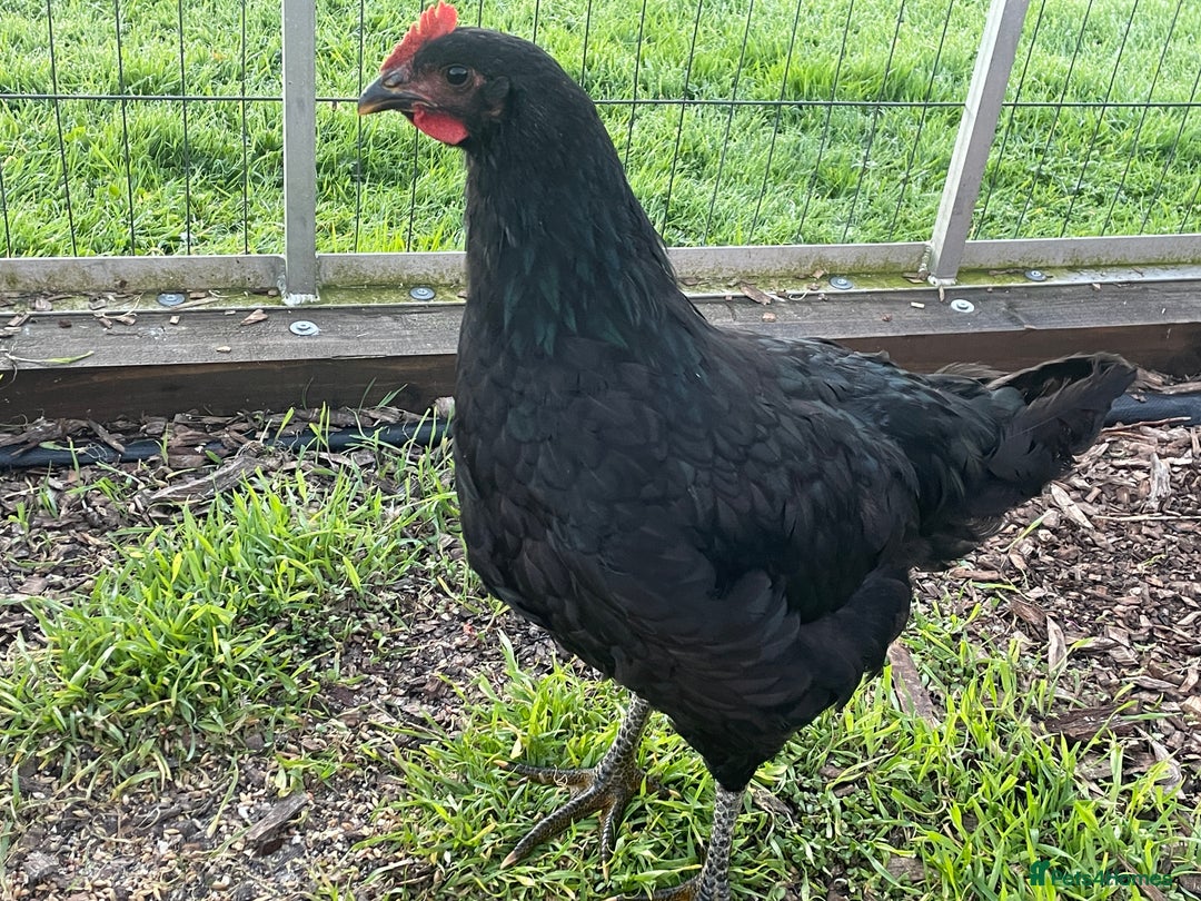 Chickens poultry for sale: Jersey Giant Chickens - June 2025 hatched - Image 3