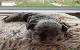 Cockapoo dogs for sale: Merle F1B Cockapoo Puppies - Image 5