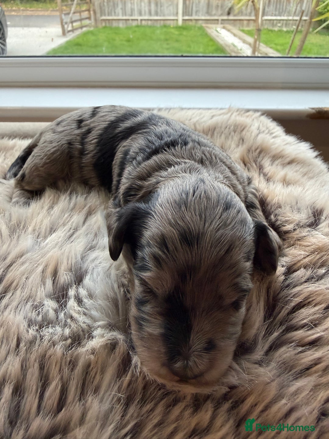 Cockapoo dogs for sale: Merle F1B Cockapoo Puppies - Image 5