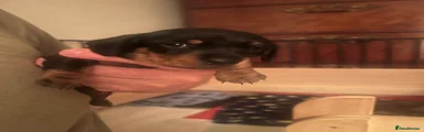 Miniature Dachshund 3