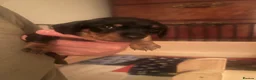 Miniature Dachshund dogs for sale: KC registered miniature short haired dachshunds   - Advert 9