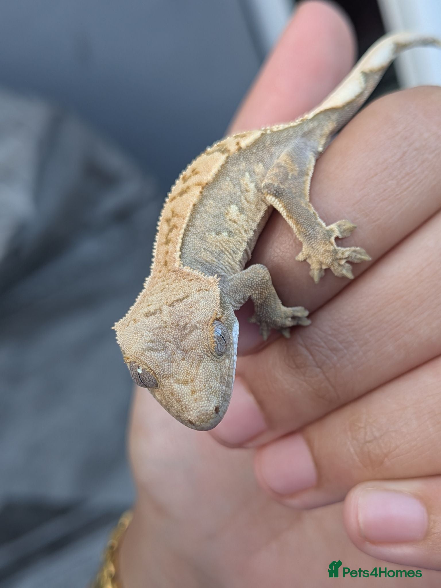 Gecko reptiles Various crested geckos  - Advert 2