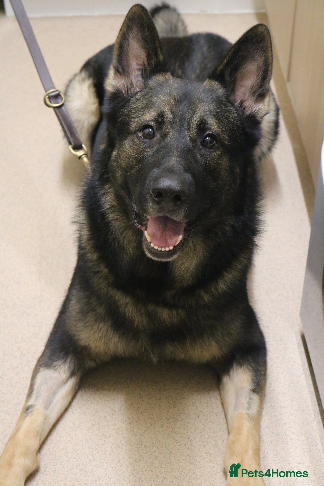 German Shepherd dogs for stud: Working line German shepherd for stud  - Advert 1