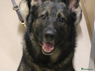 German Shepherd dogs Working line German shepherd for stud - Advert 1