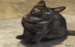 Egyptian Mau cats for sale: TICA reg Spotted EgyptianMau x Bengal LOWEST PRICE - Image 22