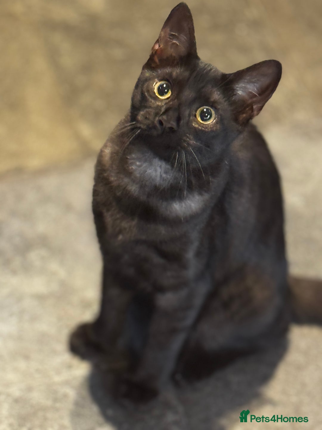 Egyptian Mau cats for sale: TICA reg Spotted EgyptianMau x Bengal LOWEST PRICE - Image 22
