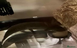 Other/Mixed Breed fish for sale: Axoltls  - Image 2