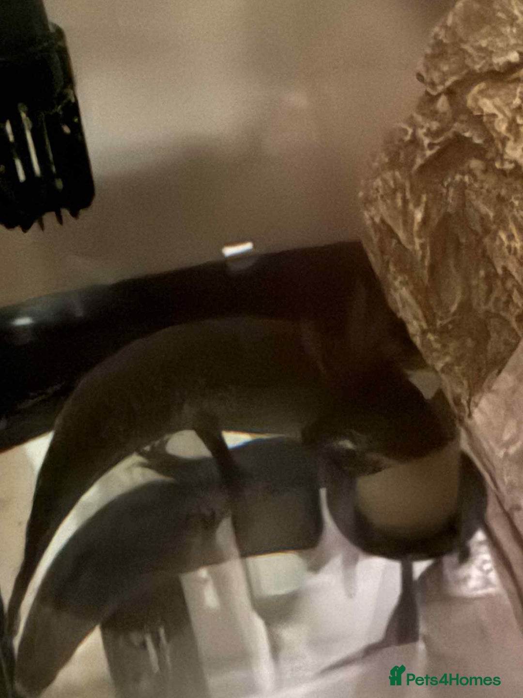 Other/Mixed Breed fish for sale: Axoltls  - Image 2