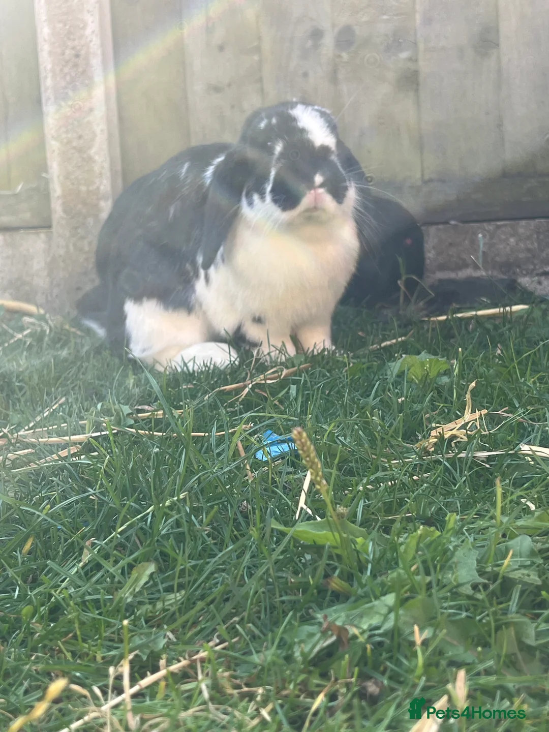 Mini Lop rabbits for sale: Male mini lops - Advert 2
