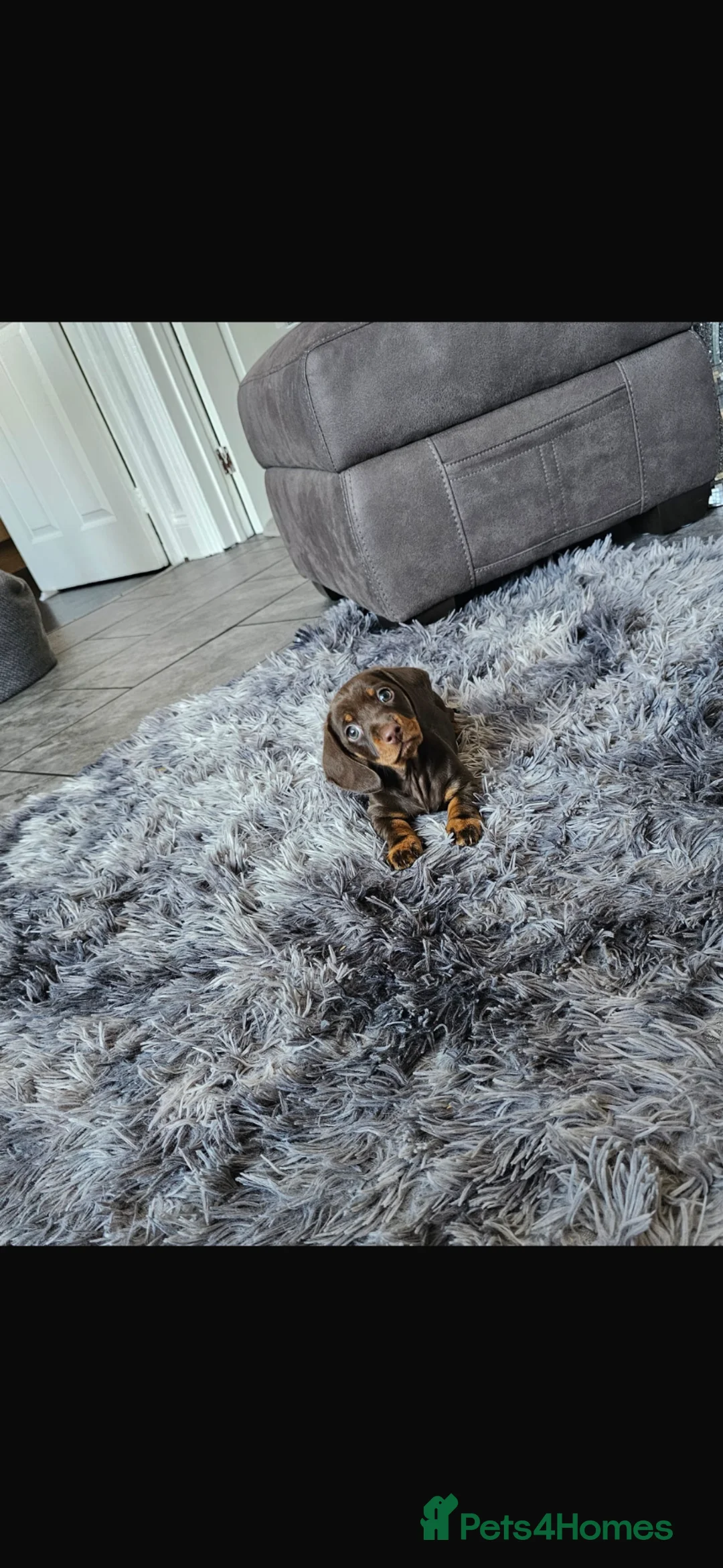 Miniature Dachshund dogs for sale: Miniature Daschaund  in Cardiff - Advert 5