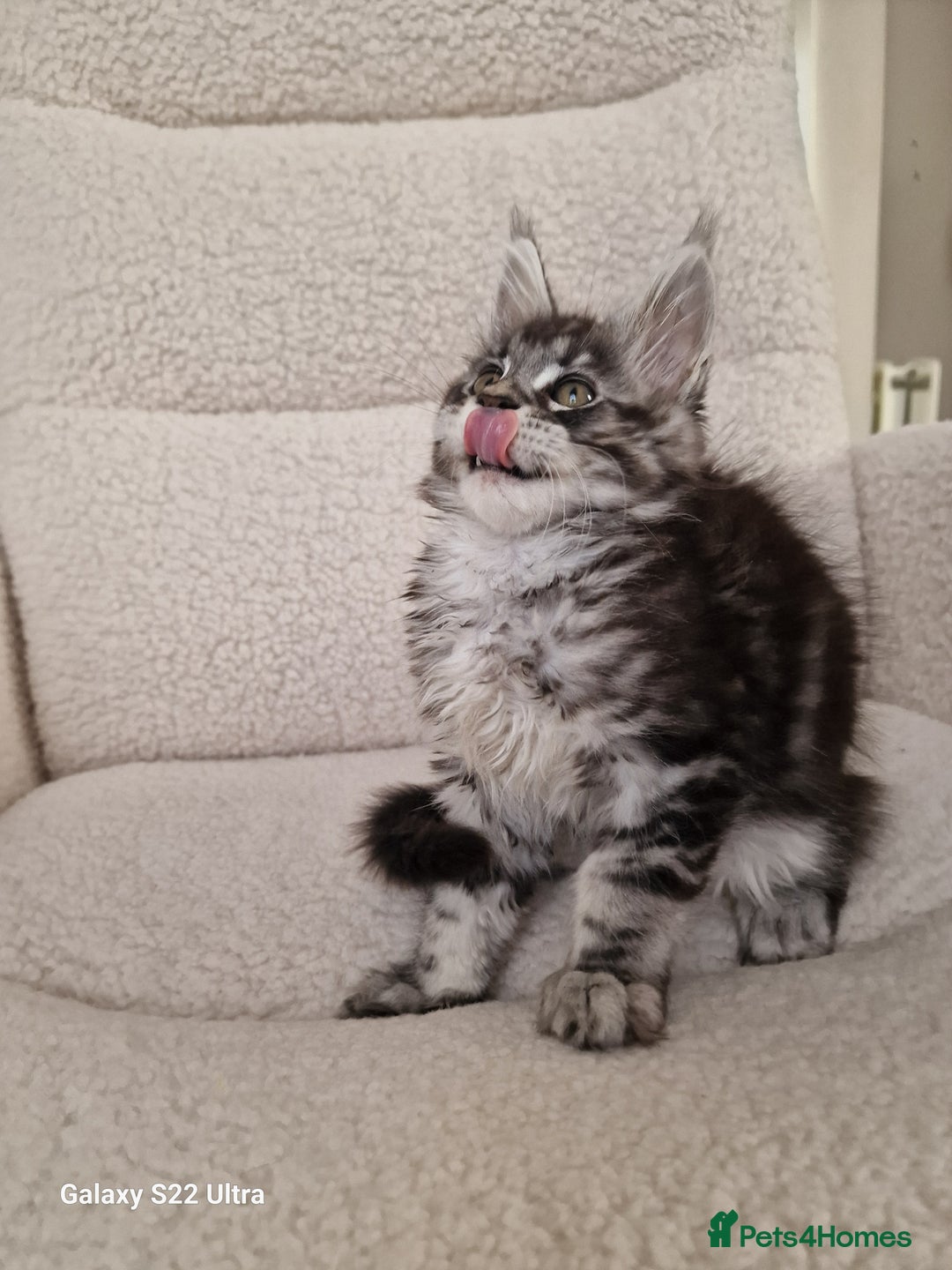 Maine Coon cats for sale: Pure Maine coon - Advert 13
