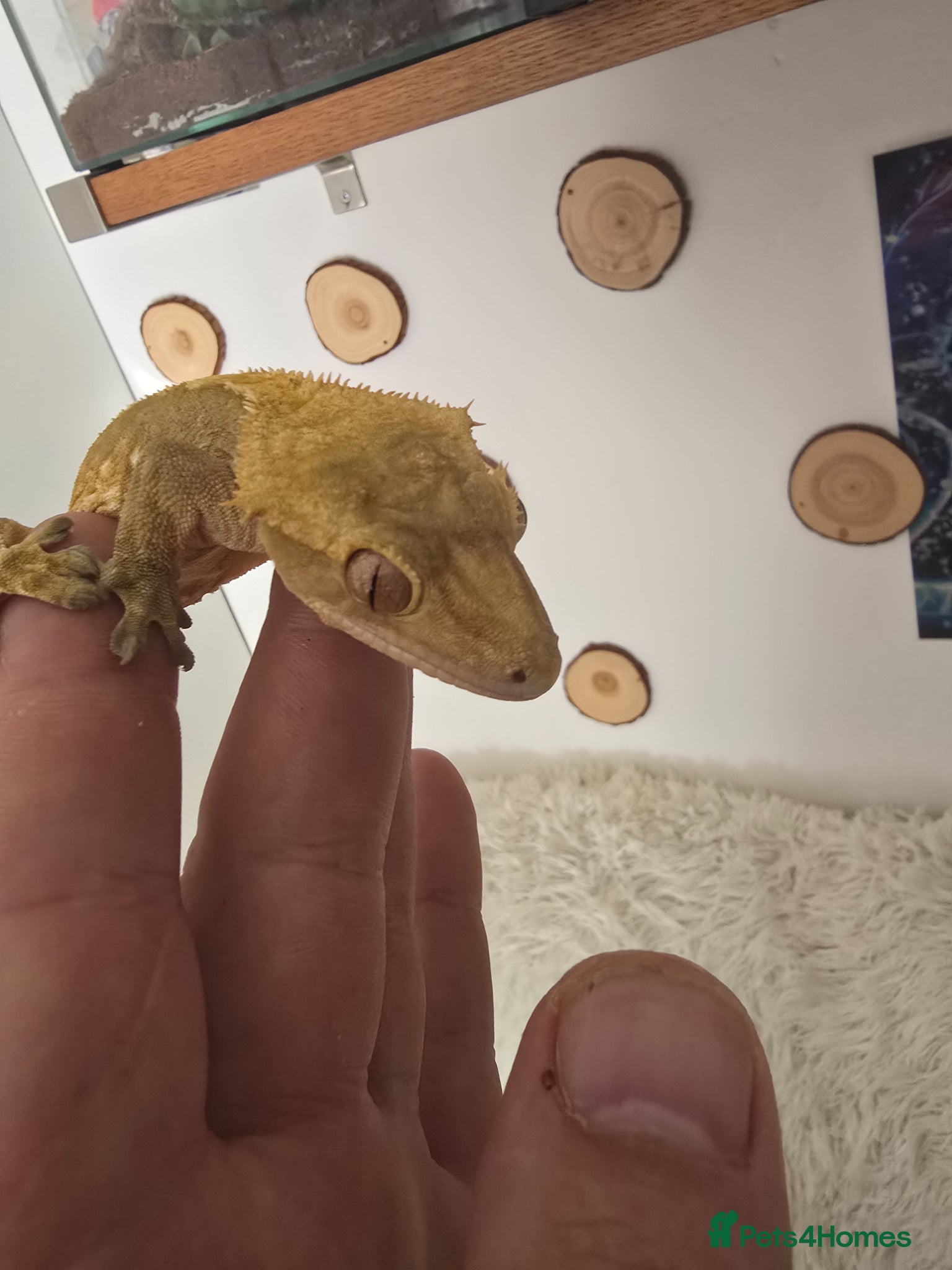 Mixed Breed reptiles for sale: Reptiles, Tarantulas & Enclosures for Sale in Bradford - Advert 15