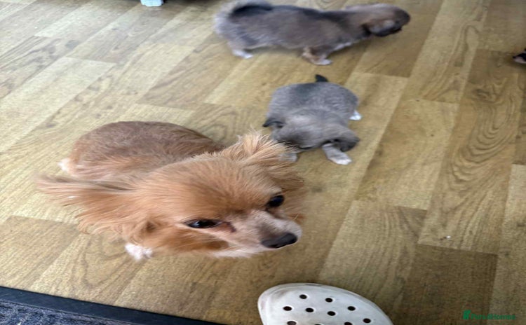 Chihuahua dogs - Advert 1