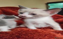 Mixed Breed cats for sale: Ragdoll X russian blue kittens - Image 7