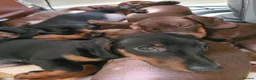 Dachshund dogs for sale: Gorgeous Dachshund Pups in Liverpool - Advert 3