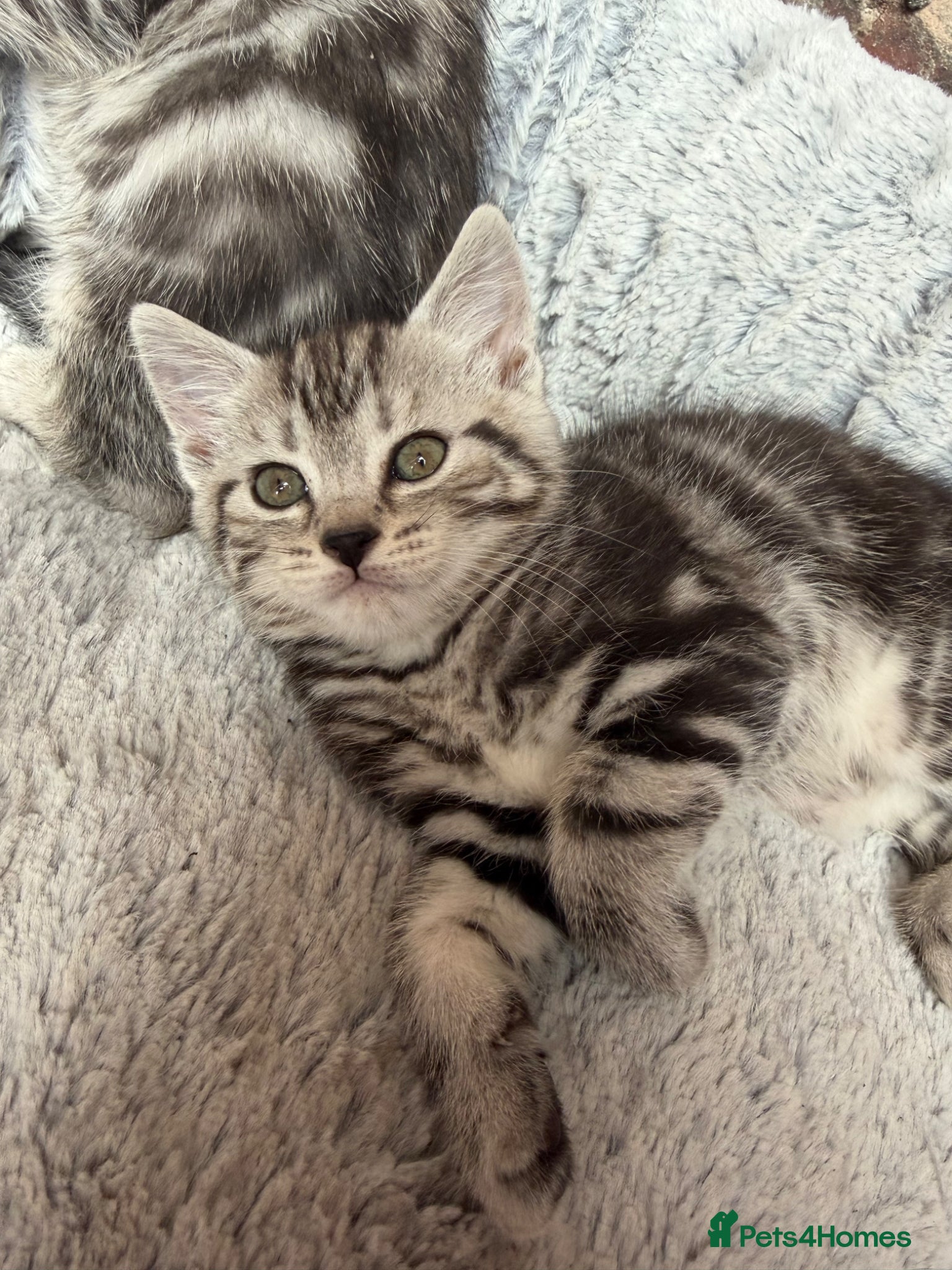 Mixed Breed cats Kittens - Advert 1