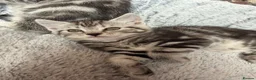 Mixed Breed cats for sale: Kittens in Dudley - Advert 1