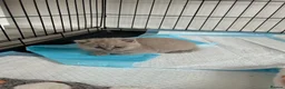 British Shorthair cats for sale: Two beautiful british shorthairs - Advert 14