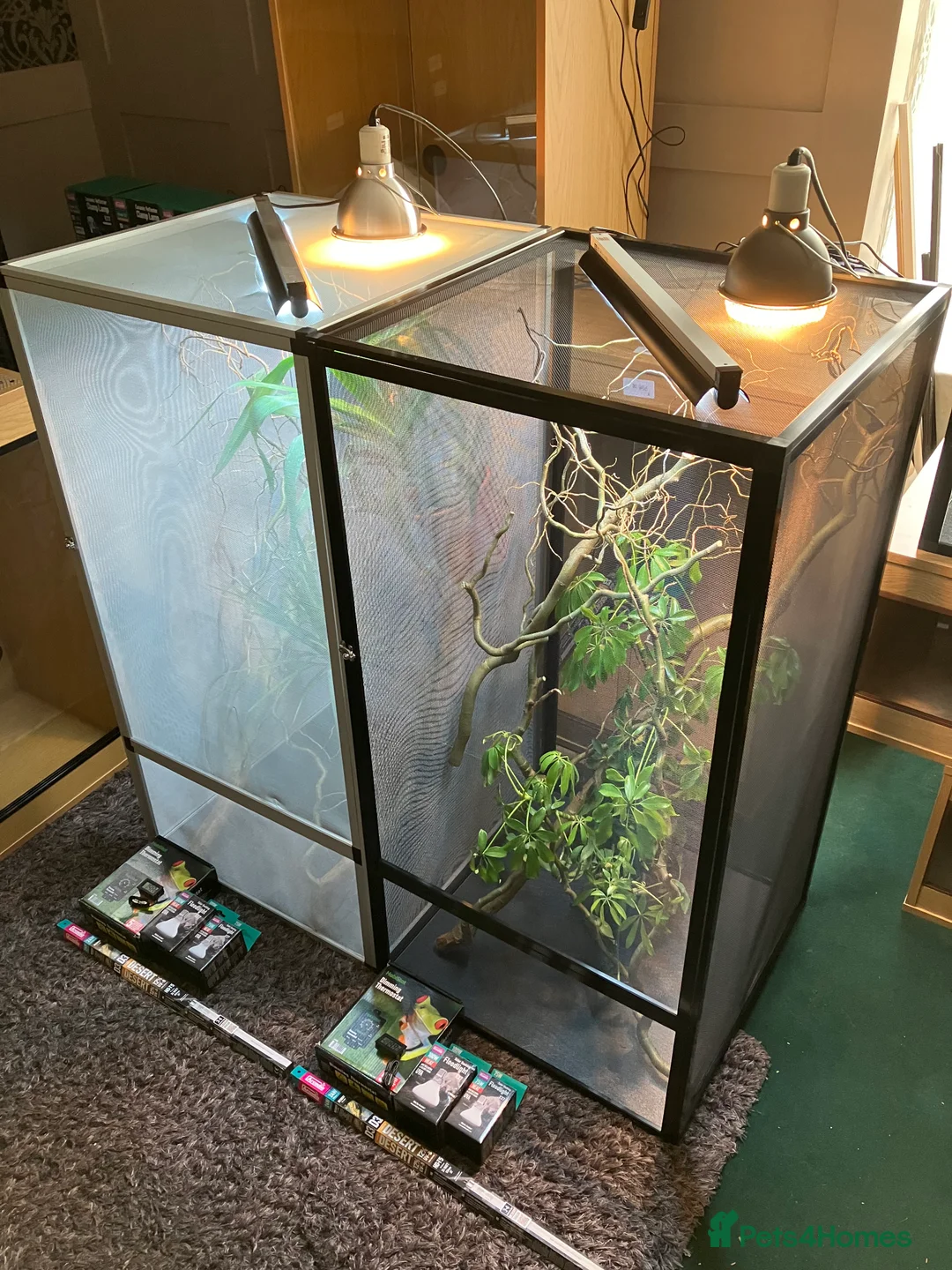 Chameleon reptiles for sale: Yemen Chameleon + Vivarium Setup Kit - Advert 9