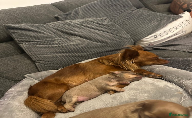 Chihuahua dogs - Advert 14