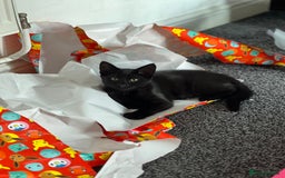 Mixed Breed cats for sale: 1 female kitten looking for home - Image 1