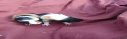 Guinea Pig rodents for sale: Baby boy ready soon  - Advert 3