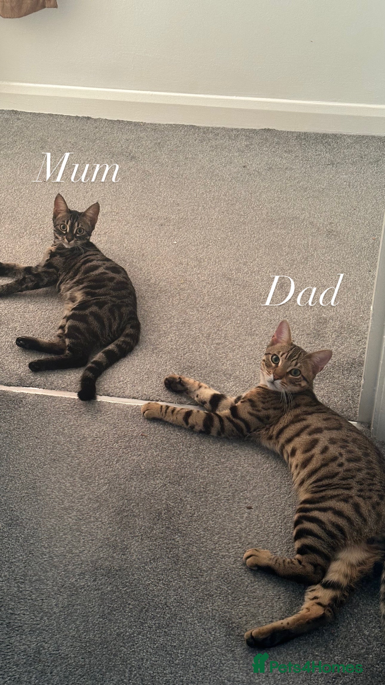 Bengal cats Bengal kittens - Advert 18