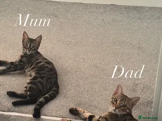 Bengal cats Bengal kittens - Advert 18