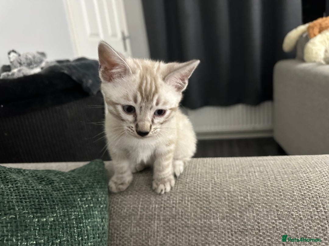 Bengal cats for sale: Beautiful silver snow lynx Bengal babies - Advert 3