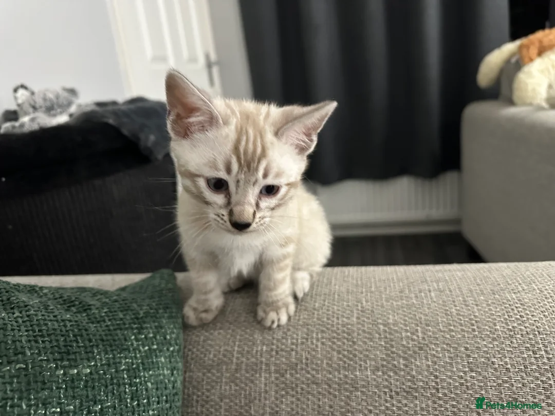 Bengal cats for sale: Beautiful silver snow lynx Bengal babies - Advert 3