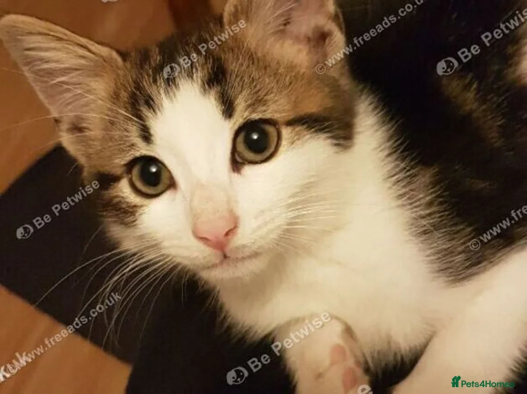 Mixed Breed cats for sale: Beautiful male kitten – ready for a new home. - Advert 2