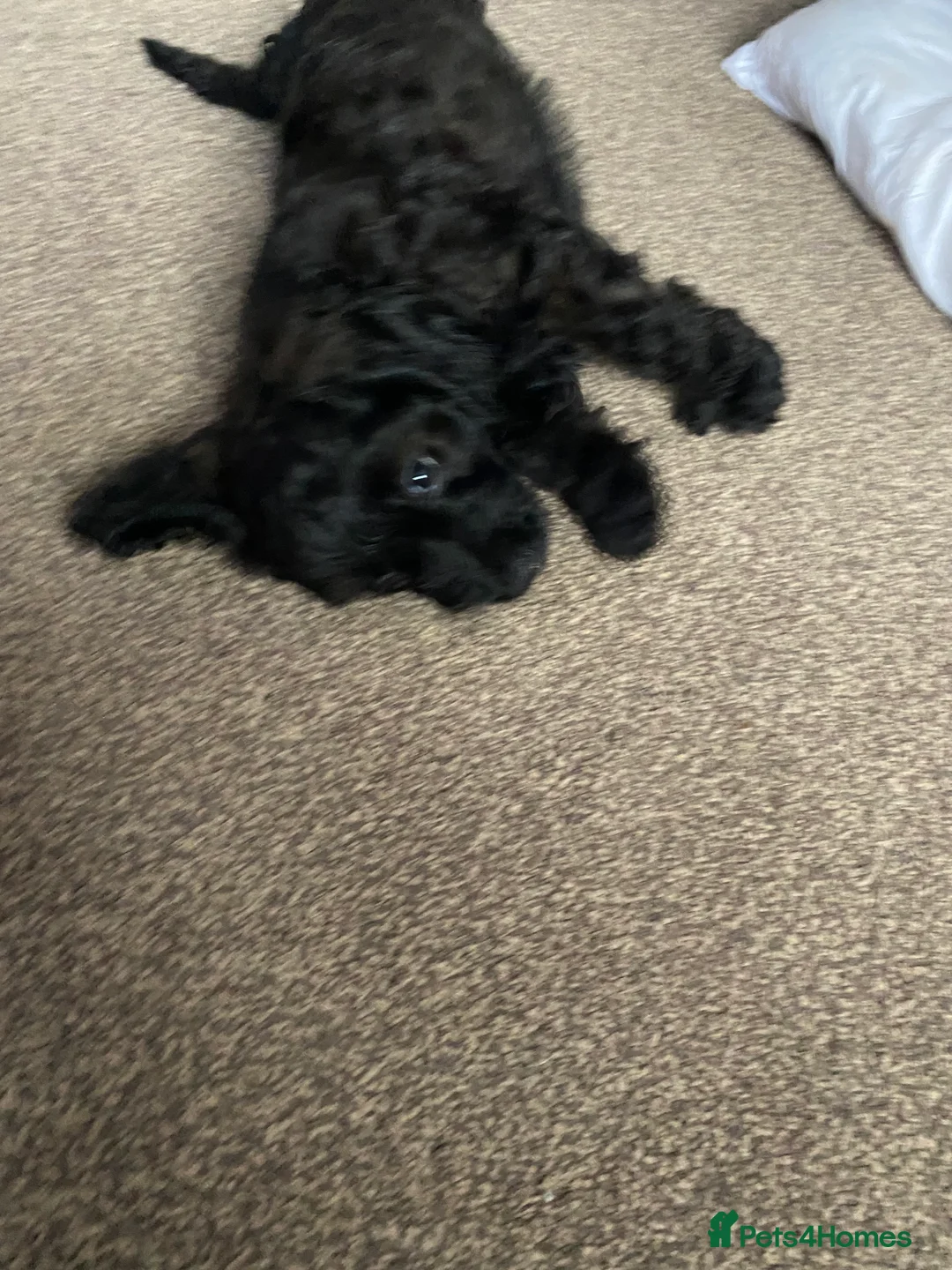 Cavapoo dogs for sale: Beautiful cavapoo puppy - Advert 9