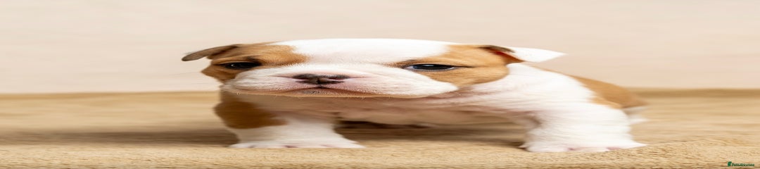 English Bulldog Puppy 3