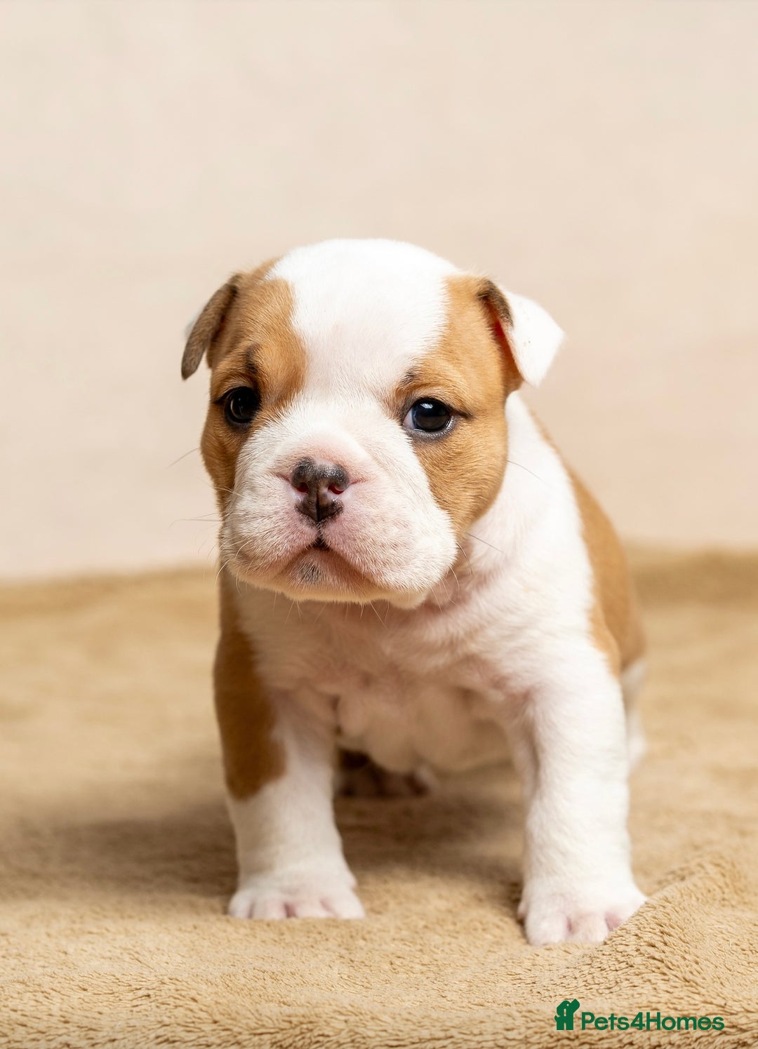 English Bulldog dogs for sale: Beautiful British Bulldog’s  - Image 7