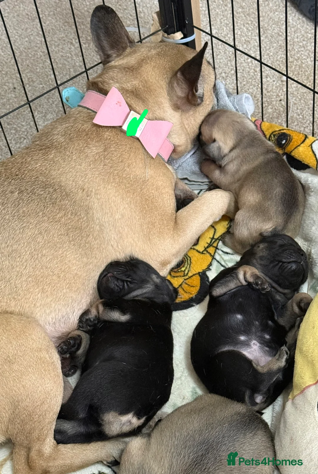French Bulldog dogs for sale: 🐶French Bulldog Puppies For Sale – Ready Soon🐶 - Advert 15