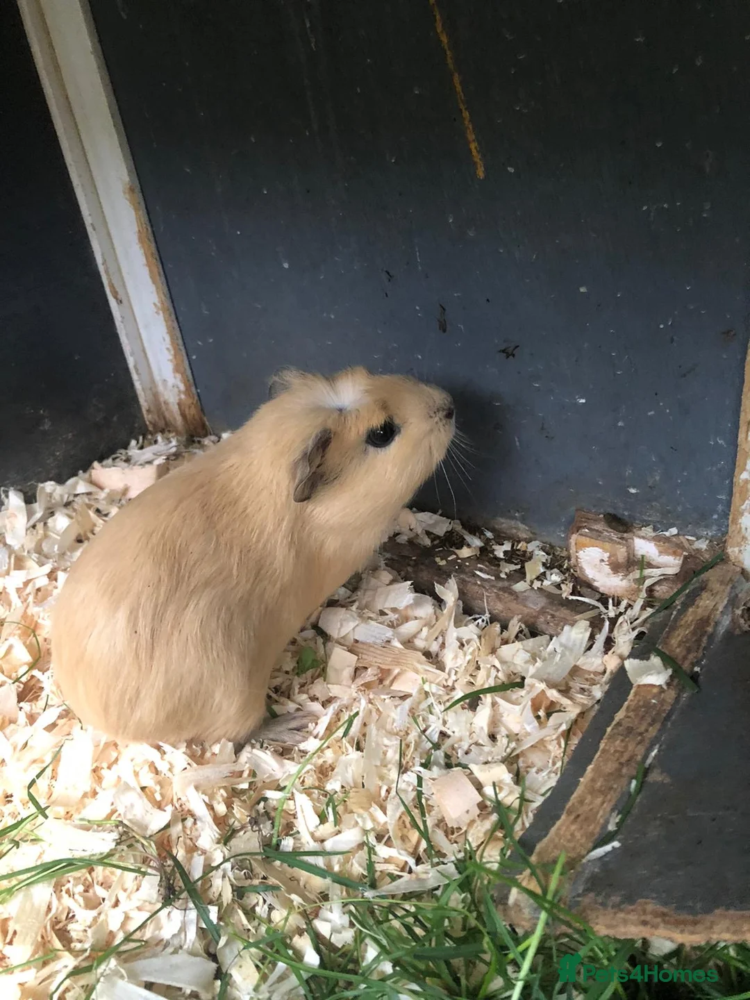 Guinea Pig rodents for sale: Baby Guinee pigs in Stoke-on-Trent - Advert 1
