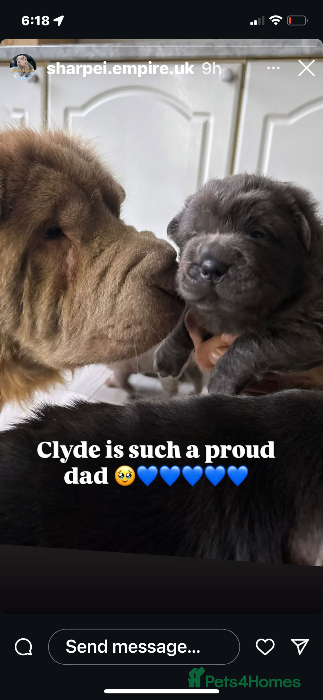 Shar Pei dogs for sale: Stunning litter of kc reg Shar Pei puppies  - Image 13
