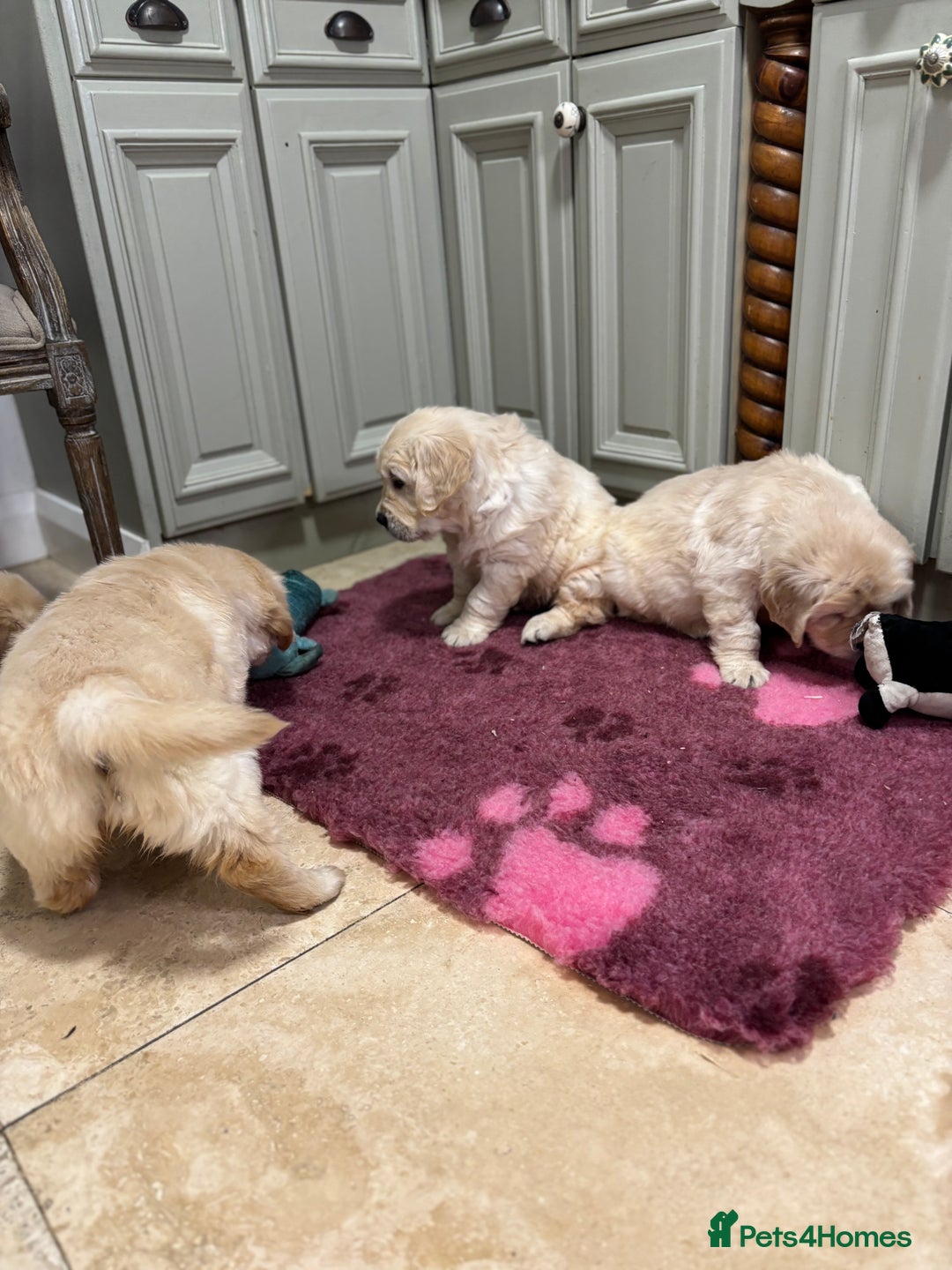 Golden Retriever dogs for sale: Golden retriever puppies  - Advert 20