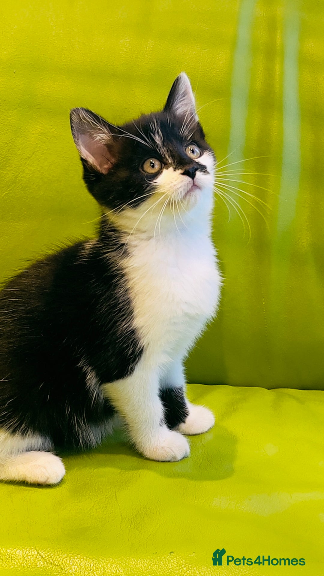 Mixed Breed cats for sale: Wonderful ,healthy clever village Kittens for sale - Advert 18