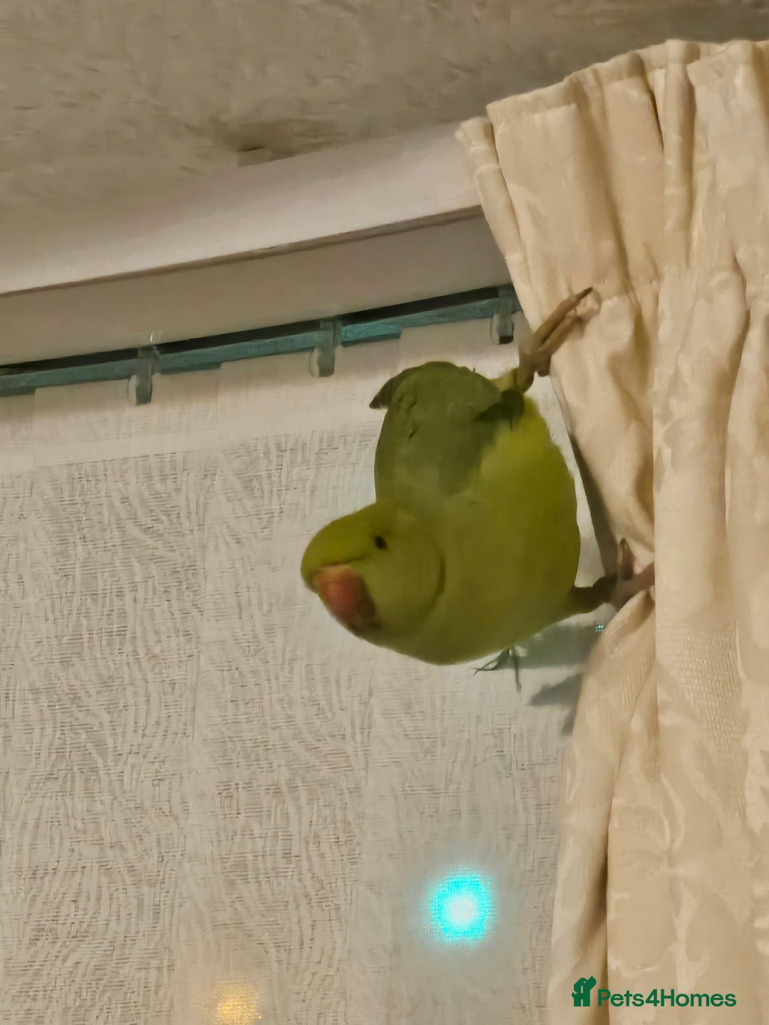 Ringnecks birds for sale: Sell parrot  Ringneck  - Advert 7