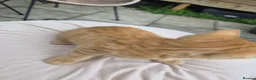 Mixed Breed cats for sale: 4 beautiful mainecoon x Persian kittens in Taunton - Advert 5
