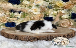 Mini Lop rabbits for sale: 💛 Purebred Mini Lops 💛 UPDATED 19TH JULY 💛 xxx - Image 3