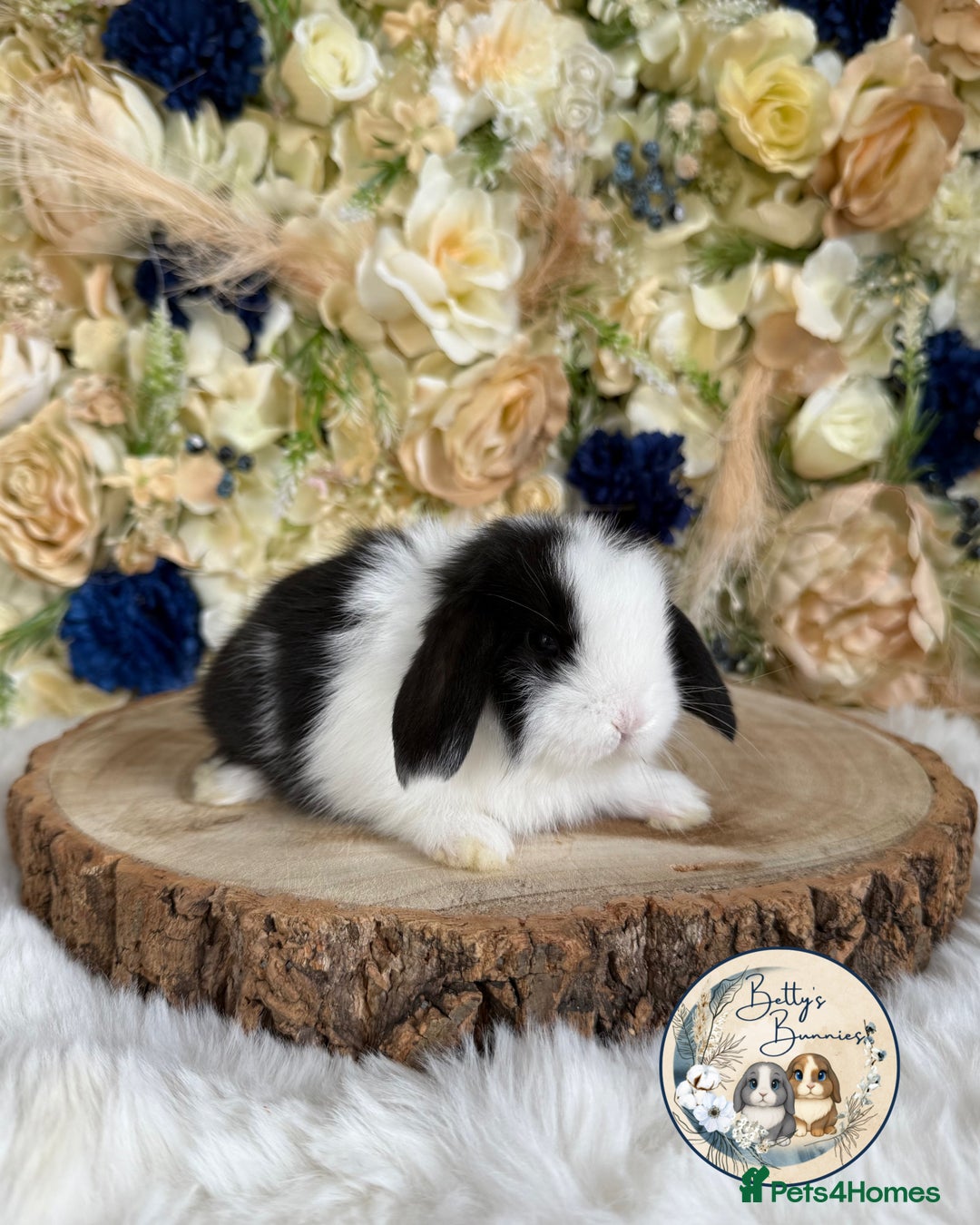 Mini Lop rabbits for sale: 💛 Purebred Mini Lops 💛 UPDATED 19TH JULY 💛 xxx - Image 3