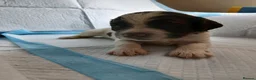 English Springer Spaniel dogs for sale: 8 x Healthy Springer Spaniel pups,ready 15/06/26 - Advert 6