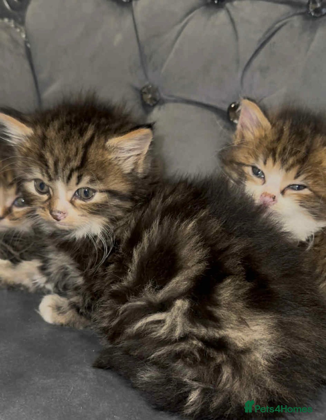 Siberian cats for sale: Kittens for sale bradford - Advert 15