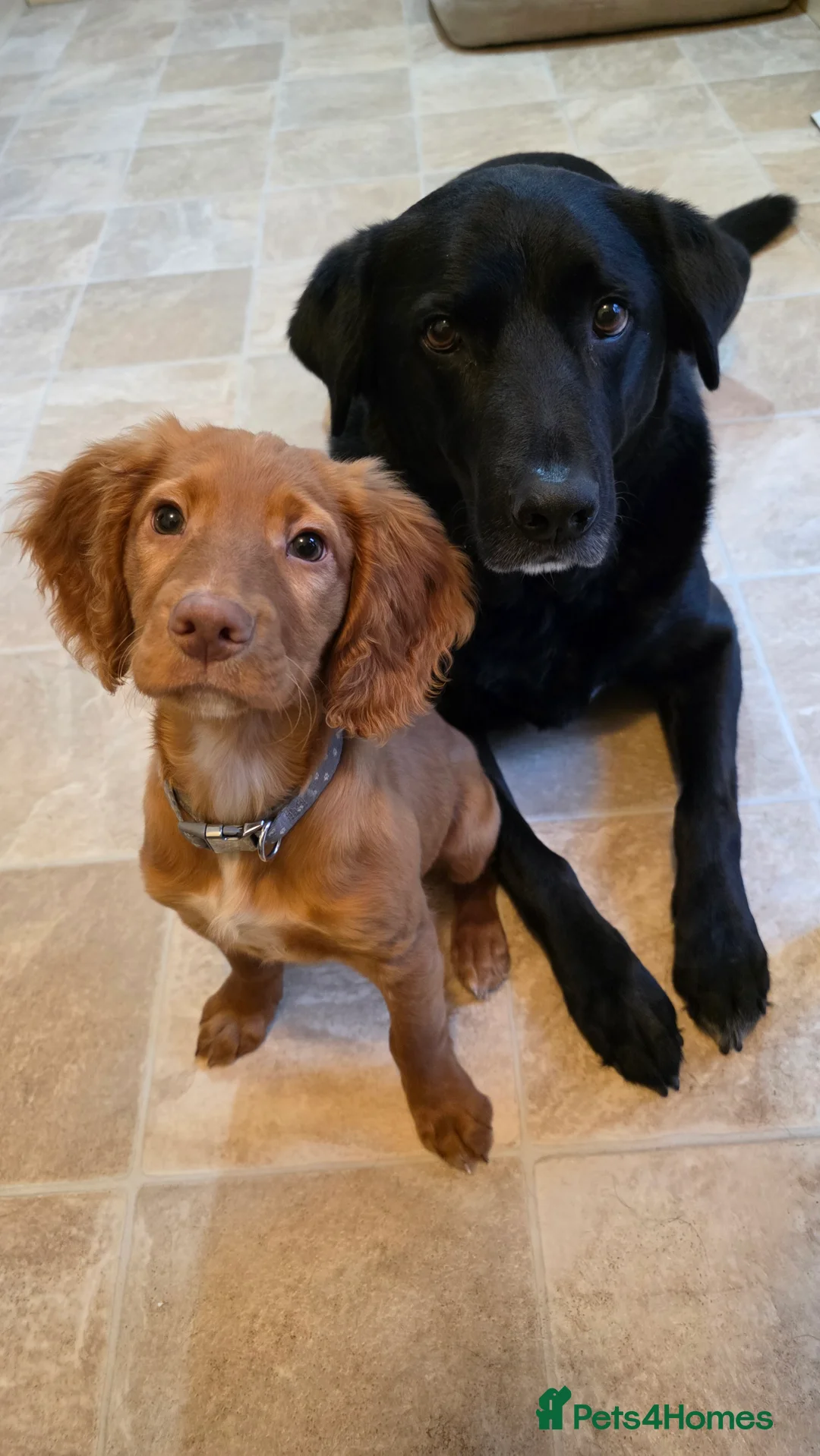Cocker Spaniel dogs for sale: 15 week old cocker spaniel pup - Advert 3