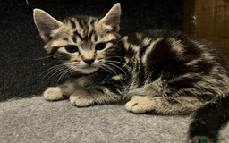 Domestic Shorthair cats for sale: 2 Male 1 Female Tabby Cats - Silver Tabby Mother - Image 5