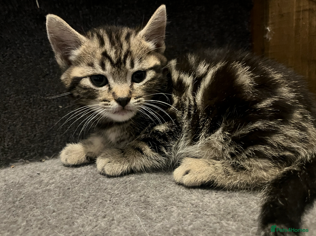 Domestic Shorthair cats for sale: 2 Male 1 Female Tabby Cats - Silver Tabby Mother - Image 5