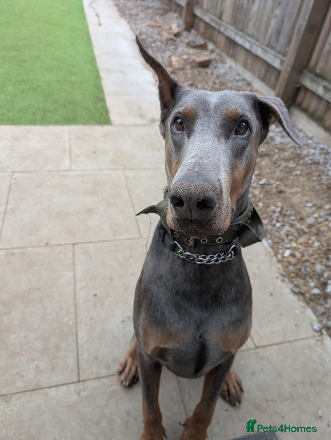 Dobermann dogs for adoption: Doberman male 4 year old.  - Advert 2