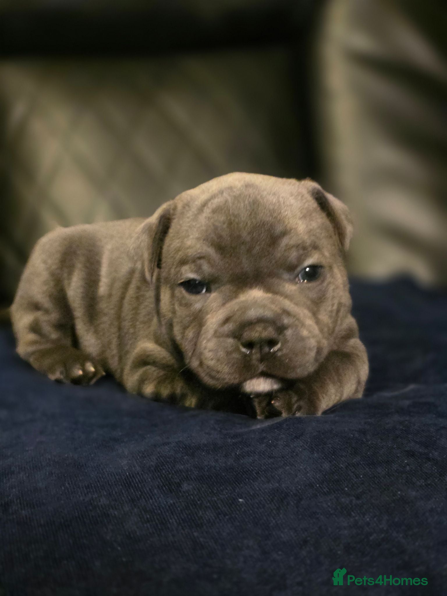 Staffordshire Bull Terrier dogs 💙LAST 2 BOYS💥Champion blood lines💥 - Advert 3